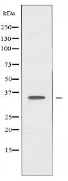 OR51A4 Antibody