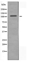 MAP4K3 Antibody