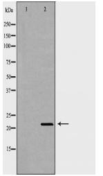 SDC2 Antibody