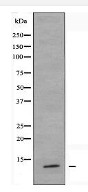 RPL36 Antibody