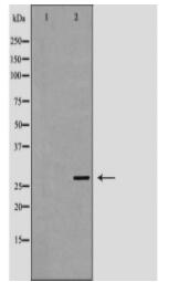 MOG Antibody