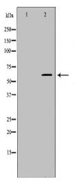 TPP1 Antibody