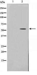 THR1 Antibody