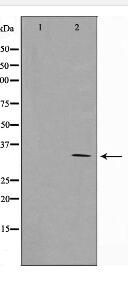 Cyclin G Antibody