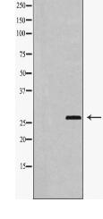 HSP27 Antibody