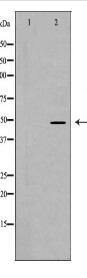 PTEN Antibody