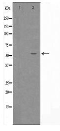 ZNF682 Antibody