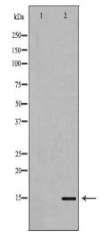 KISS1 Antibody