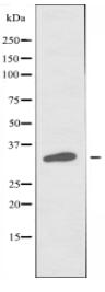 MRGX3 Antibody