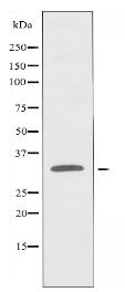 OR8G2 Antibody