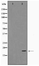 Cofilin Antibody