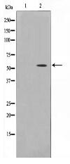 Smad 6 Antibody