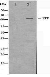 XPF Antibody