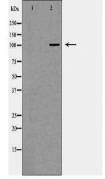 NOD1 Antibody