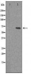 MED26 Antibody
