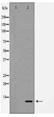 Caspase 9 (Cleaved-Asp330) Antibody