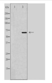 ME3 Antibody