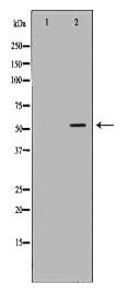 RIPK3 Antibody