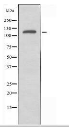 RGAG1 Antibody