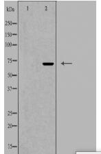 ZP1 Antibody