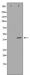 RASSF1 Antibody