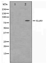 Ku80 Antibody