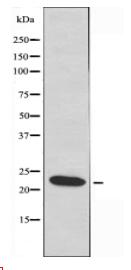 MED18 Antibody