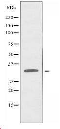 TAS2R1 Antibody