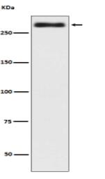 Talin 2 Antibody