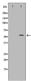 ICAM1 Antibody