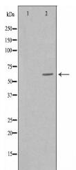 PVRL3 Antibody