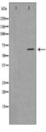 LMNB1 Antibody