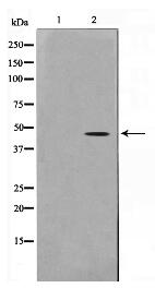 Actin-pan Antibody