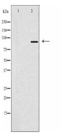 SOX6 Antibody