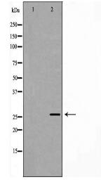 Rabl2 Antibody