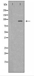 HSP90B1 Antibody