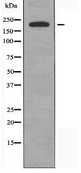 SGK269 Antibody