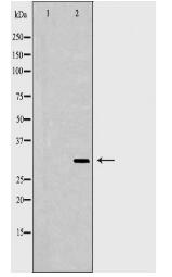 IL1A Antibody
