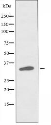 OR51H1 Antibody