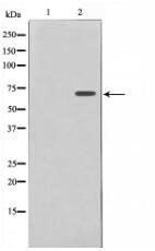 Nrf2 Antibody