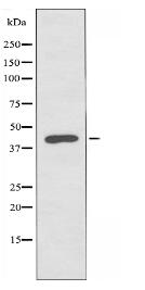 TDG Antibody