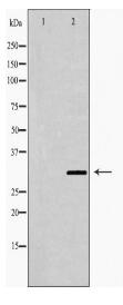 OTX2 Antibody