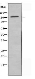 ZNF592 Antibody