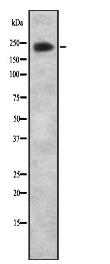 ARI1A Antibody