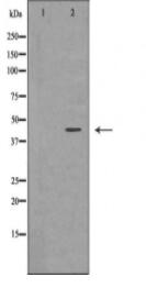 LETMD1 Antibody