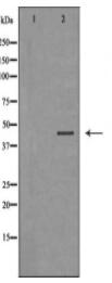 LAMP3 Antibody