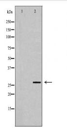 PSME2 Antibody