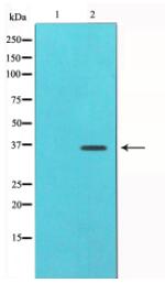 c-Jun Antibody