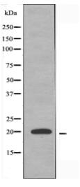 MRPL51 Antibody