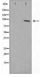 CDCP1 Antibody